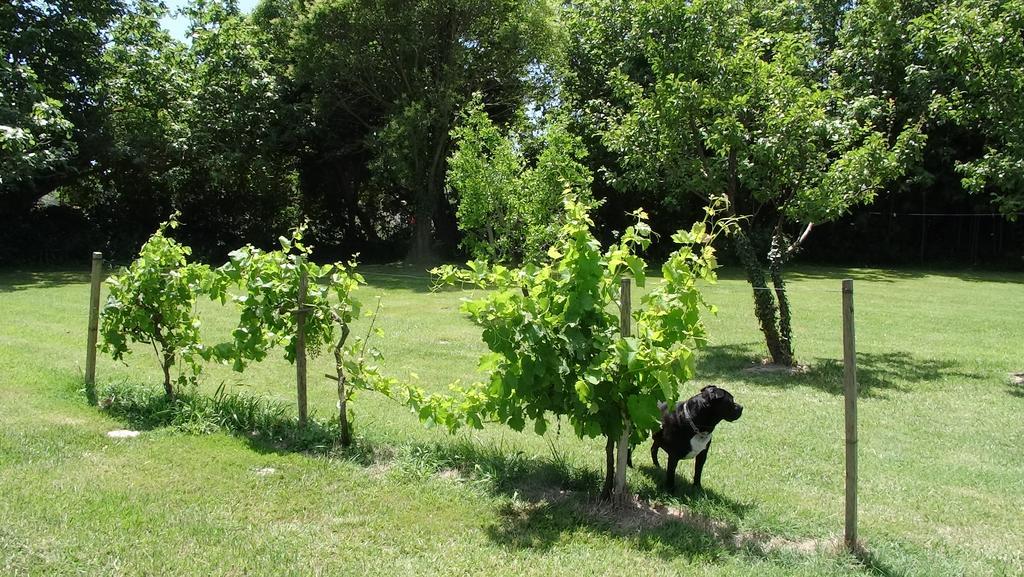 Mas De Bouvet En Camargue Bed and Breakfast Albaron Exterior foto