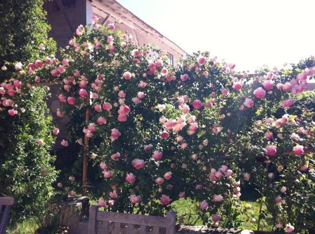 Mas De Bouvet En Camargue Bed and Breakfast Albaron Exterior foto